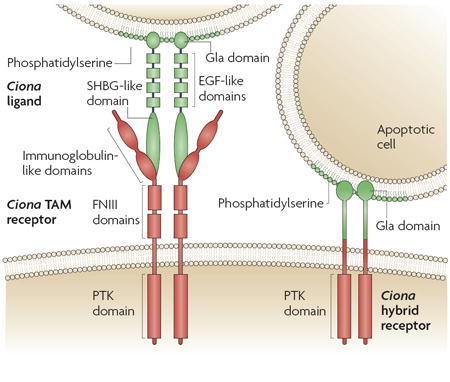 Box 2 ∣ Primordial TAM receptors and ligands