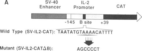graphic file with name pnas00261-0066-a.jpg
