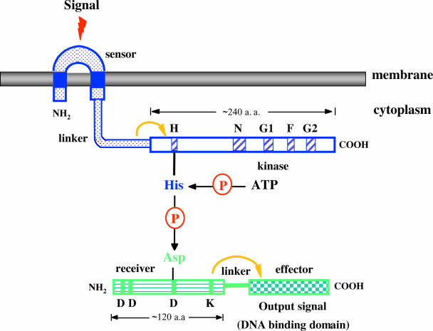 FIG. 1.