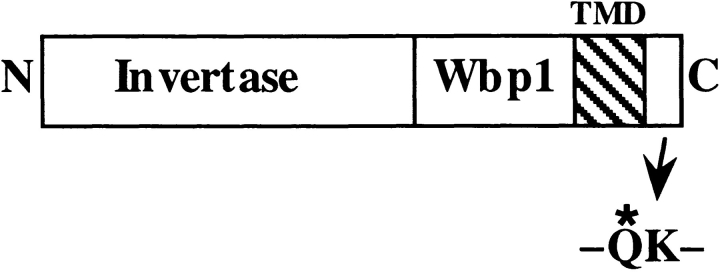 graphic file with name JCB.14552ft1.jpg