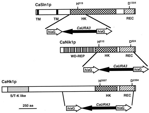 FIG. 1